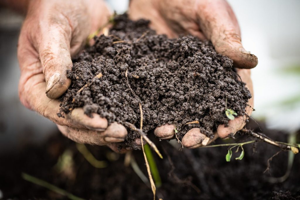 Rich pasture soil held in the work worn hands of a farmer.