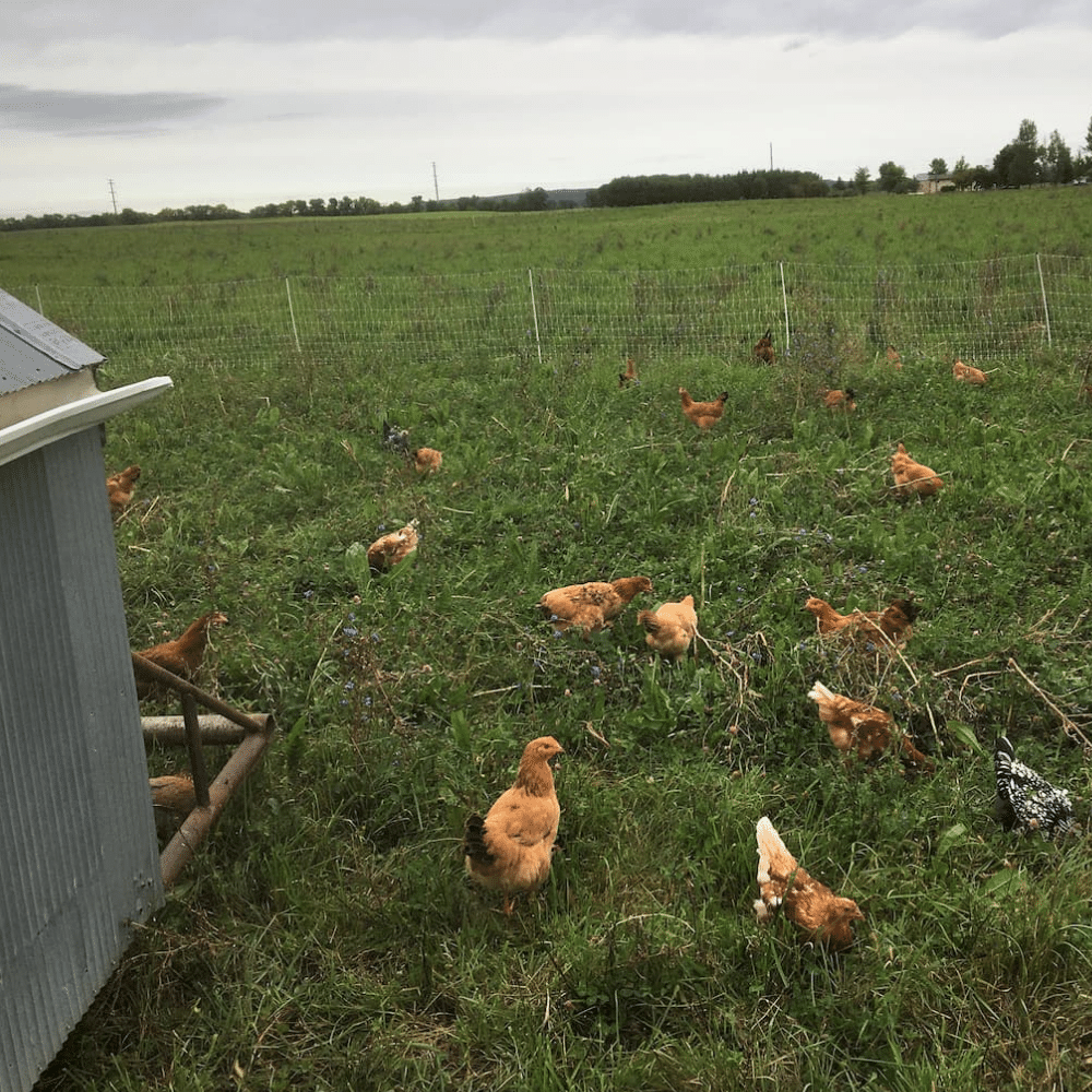 PastureRaised Chicken FAQs Flavors