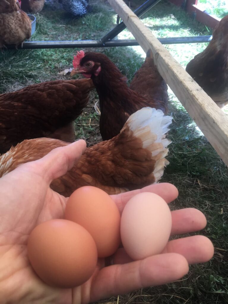 Farmer Matthew holds pasture-raised eggs in front of Forgotten Flavors chickens.