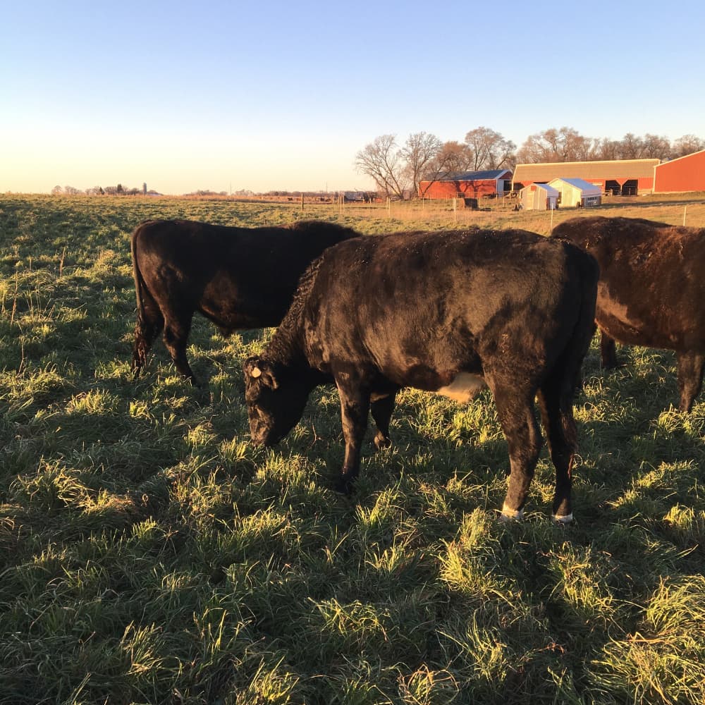Wagyu beef cattle on pasture.